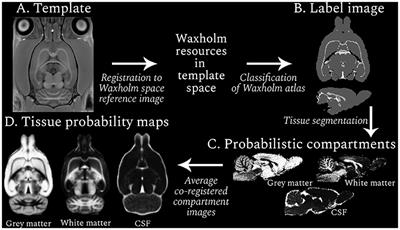 Age-Specific Adult Rat Brain MRI Templates and Tissue Probability Maps
